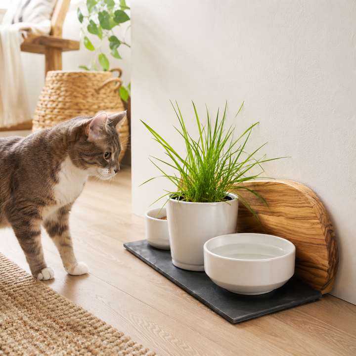 Futterstation aus Olivenholz mit 2 Porzellanschalen und Katzengras-Topf