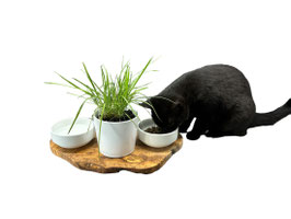 Futterstation aus Olivenholz mit 2 Porzellanschalen und Katzengras-Topf